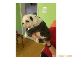 Štenci engleskog buldoga - 6