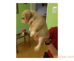 Štenci engleskog buldoga - 7