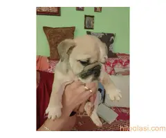 Štenci engleskog buldoga - 8