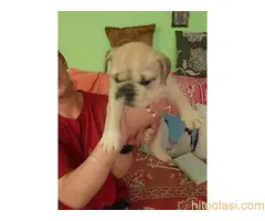 Štenci engleskog buldoga - 9