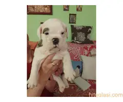 Štenci engleskog buldoga - 12