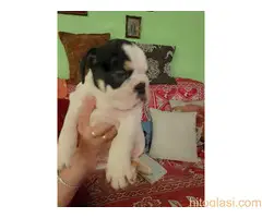 Štenci engleskog buldoga - 13