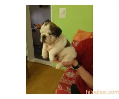 Štenci engleskog buldoga - 15
