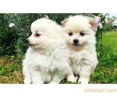 Nemacki spic pomeranac - 2