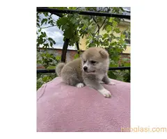 Japanska Akita Štenci - 2