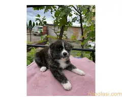 Japanska Akita Štenci - 3