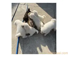 Japanska Akita Štenci - 4