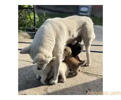 Japanska Akita Štenci - 5