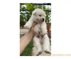 Japanska Akita Štenci - 6