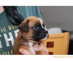 Nemački Bokser - štenci - 2