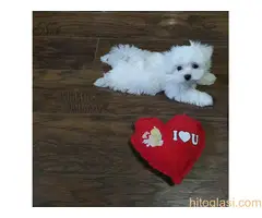 Mini Maltezer - 2