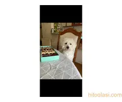 Maltezer štene - 2