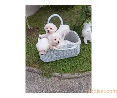 Maltezer štene - 3