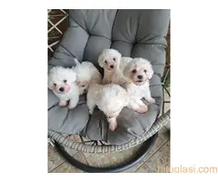 Maltezer štene - 4