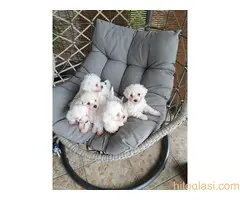 Maltezer štene - 5