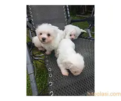 Maltezer štene - 6
