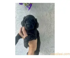 Stenci srednje pudle na prodaju - 2