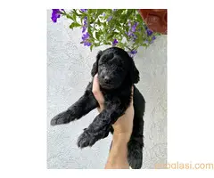 Stenci srednje pudle na prodaju - 3