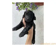 Stenci srednje pudle na prodaju - 4