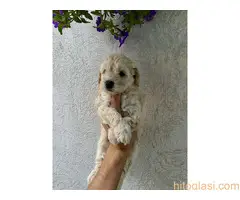 Stenci srednje pudle na prodaju - 5