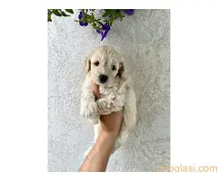 Stenci srednje pudle na prodaju - 6