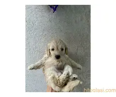 Stenci srednje pudle na prodaju - 7