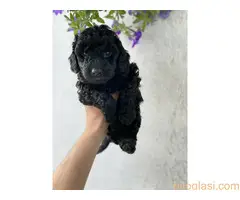 Stenci srednje pudle na prodaju - 8