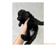 Stenci srednje pudle na prodaju - 9