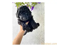 Stenci srednje pudle na prodaju - 10