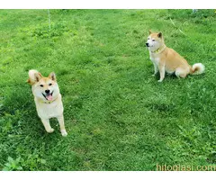 Šiba inu štenci - rezervacija - 2