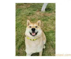 Šiba inu štenci - rezervacija - 3