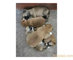 Šiba inu štenci - rezervacija - 4