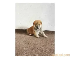 Šiba inu štenci - rezervacija - 5