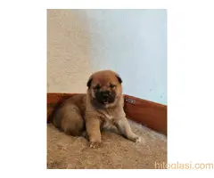 Šiba inu štenci - rezervacija - 6