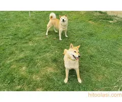 Šiba inu štenci - rezervacija - 7