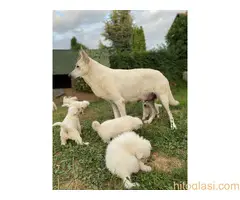 štenci belog švajcarskog ovčara - 2