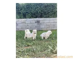 štenci belog švajcarskog ovčara - 3