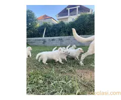 štenci belog švajcarskog ovčara - 4