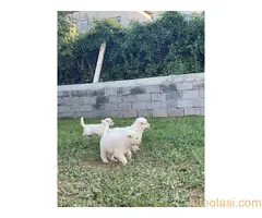 štenci belog švajcarskog ovčara - 5