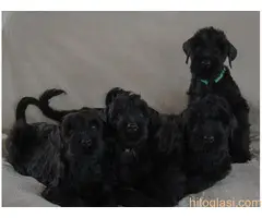 Crni ruski terijer - 2