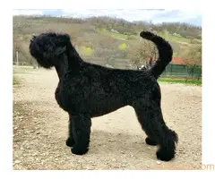 Crni ruski terijer - 3