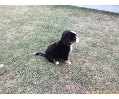 Bernski planinski pas, štenci - 2