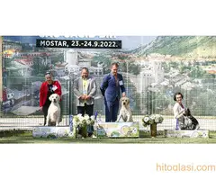 Labrador muzjak spreman za parenje - 3