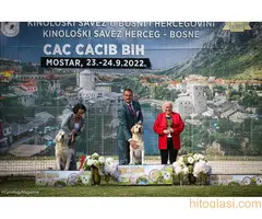 Labrador muzjak spreman za parenje - 4