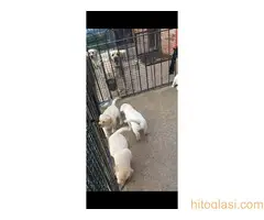 Labrador muzjak spreman za parenje - 5