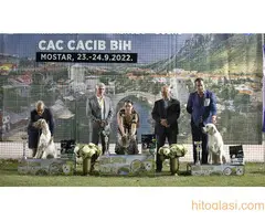 Labrador muzjak spreman za parenje - 6