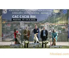 Labrador muzjak spreman za parenje - 7