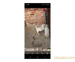 Labrador muzjak spreman za parenje - 8