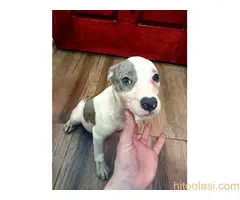 Pit bull merle stenci na prodaju - 2