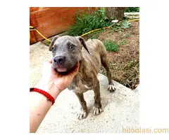 Pit bull merle stenci na prodaju - 5